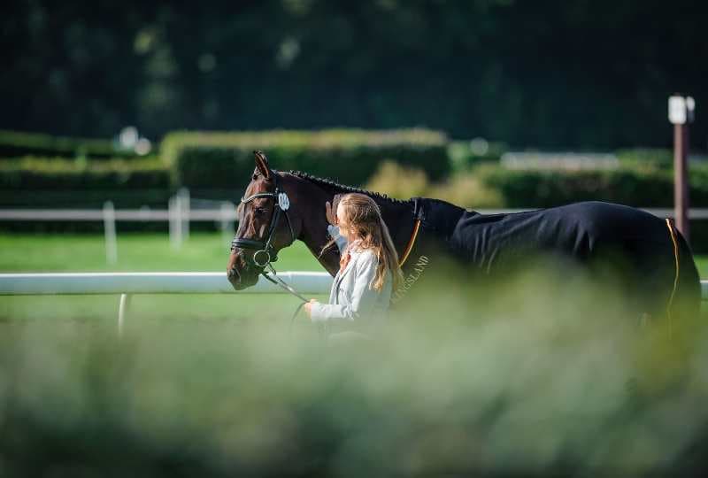 Horse jumping a show jumping fence under a spotlight